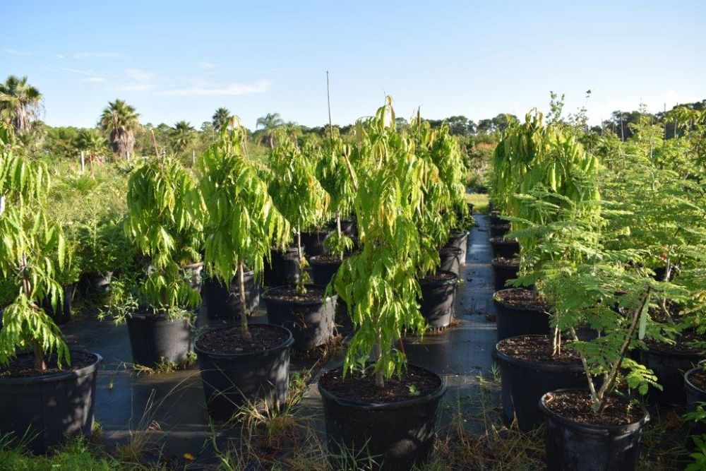 polyalthia-longifolia-upright-mast-tree-false-ashoka-tree-sorrowless-tree