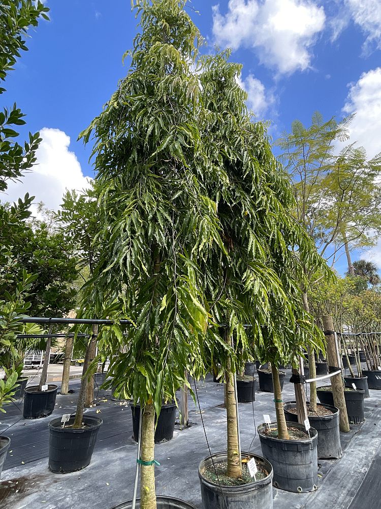 polyalthia-longifolia-upright-mast-tree-false-ashoka-tree-sorrowless-tree