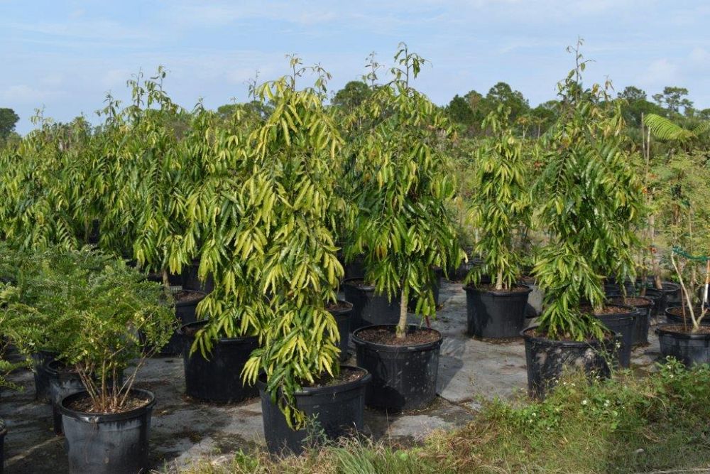 polyalthia-longifolia-upright-mast-tree-false-ashoka-tree-sorrowless-tree