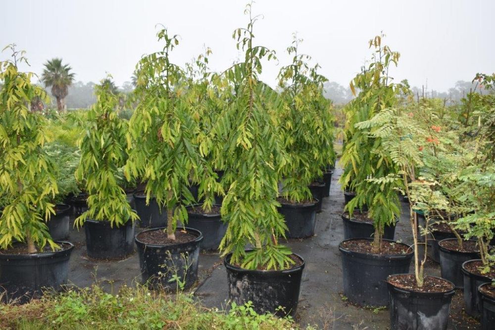 polyalthia-longifolia-upright-mast-tree-false-ashoka-tree-sorrowless-tree