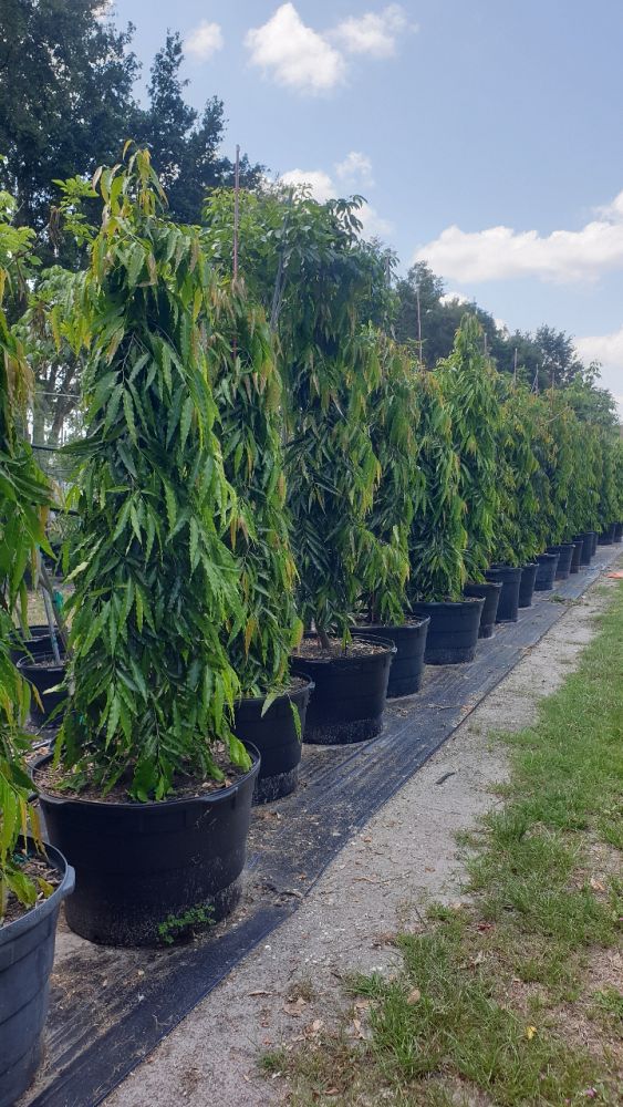 polyalthia-longifolia-upright-mast-tree-false-ashoka-tree-sorrowless-tree