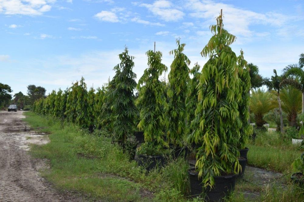 polyalthia-longifolia-upright-mast-tree-false-ashoka-tree-sorrowless-tree