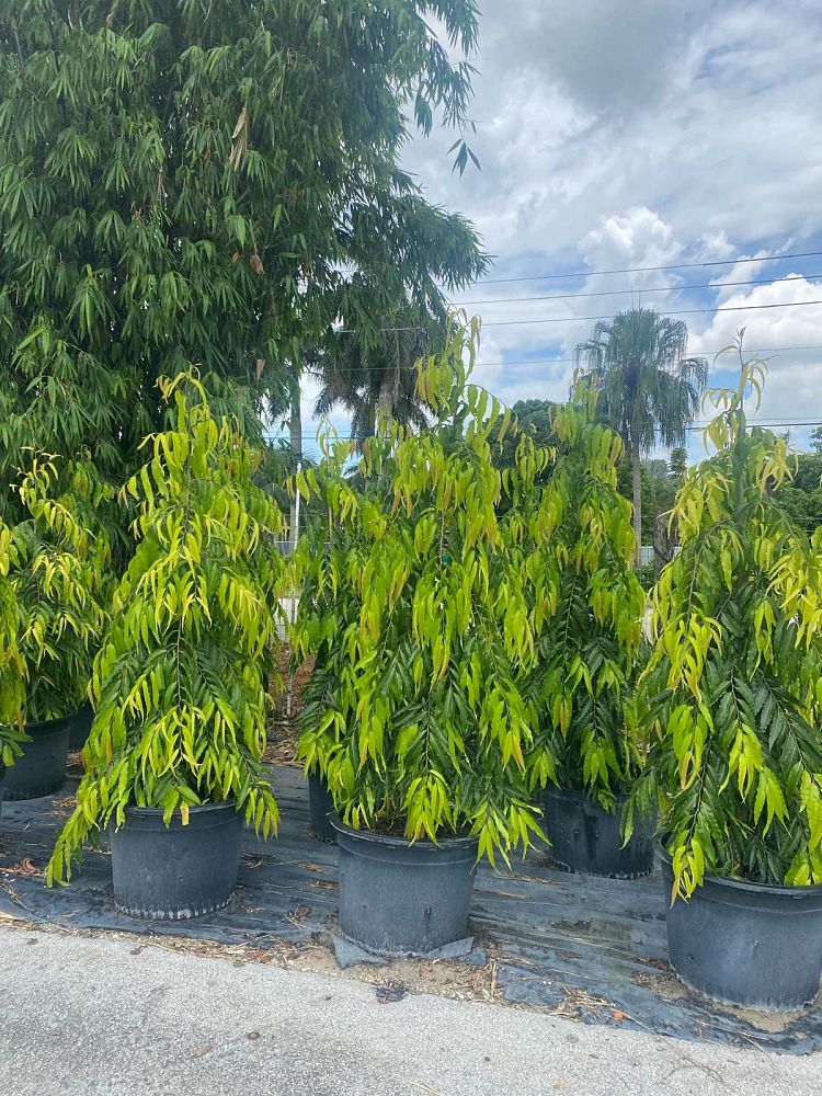polyalthia-longifolia-upright-mast-tree-false-ashoka-tree-sorrowless-tree