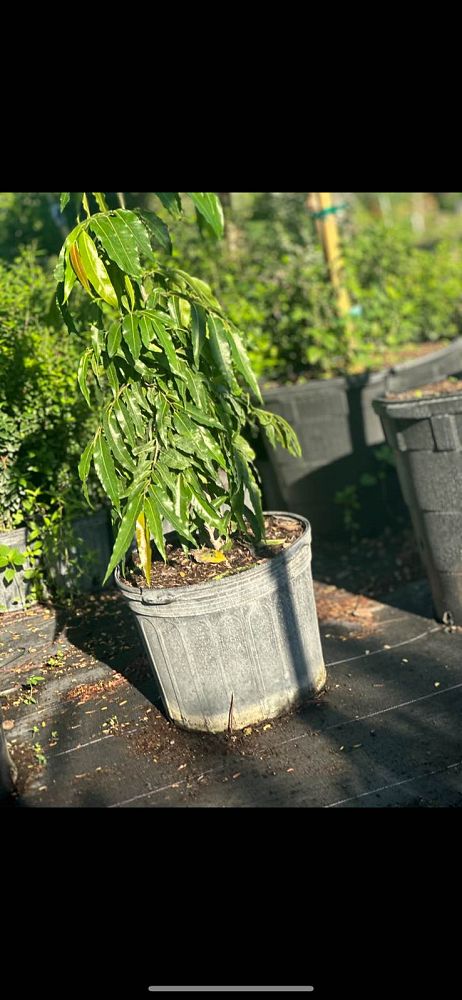 polyalthia-longifolia-upright-mast-tree-false-ashoka-tree-sorrowless-tree