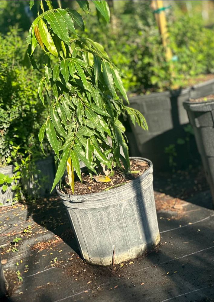 polyalthia-longifolia-upright-mast-tree-false-ashoka-tree-sorrowless-tree