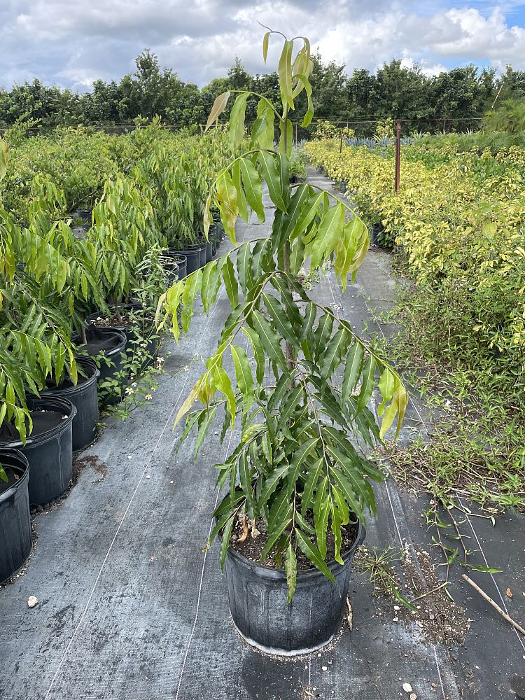 polyalthia-longifolia-upright-mast-tree-false-ashoka-tree-sorrowless-tree