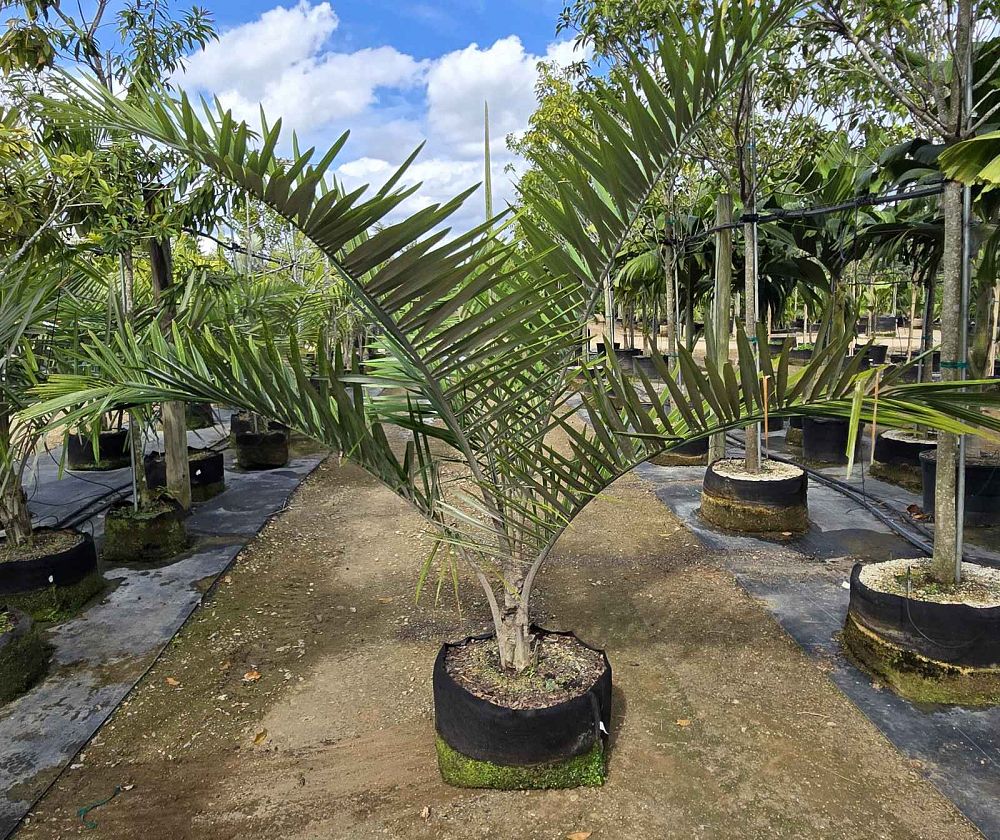polyandrococos-caudescens-allagoptera-caudescens-polyandrococos-pectinata