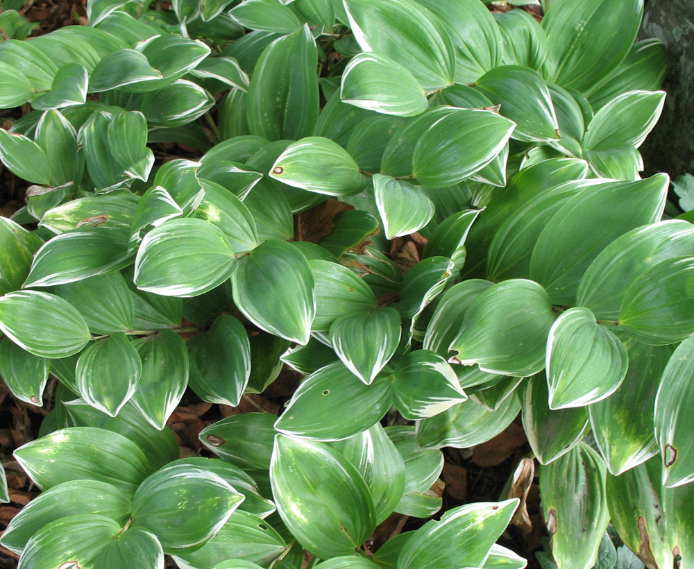 polygonatum-biflorum-great-solomon-s-seal
