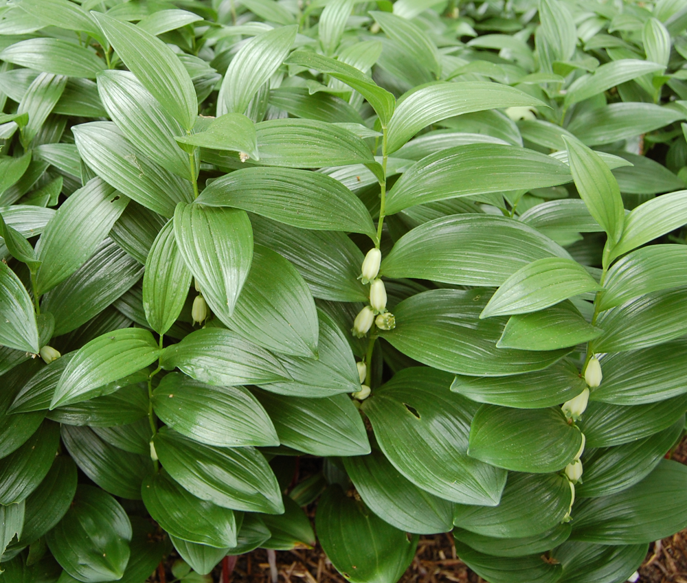 polygonatum-humile-dwarf-solomon-s-seal