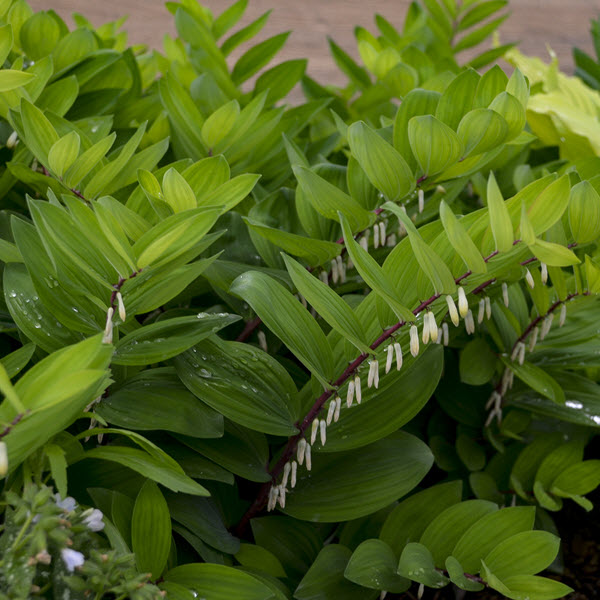 polygonatum-odoratum-ruby-slippers-fragrant-solomon-s-seal