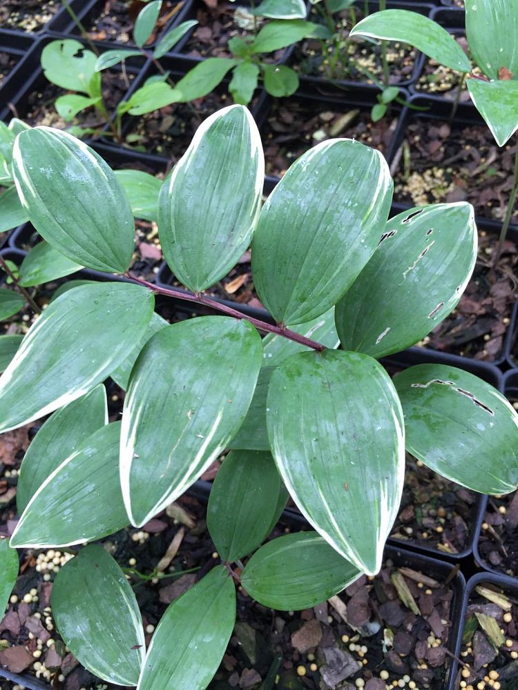 polygonatum-odoratum-variegatum-fragrant-solomon-s-seal-variegated