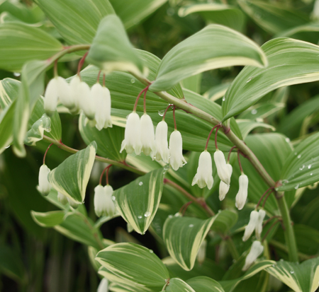 polygonatum-odoratum-variegatum-fragrant-solomon-s-seal-variegated
