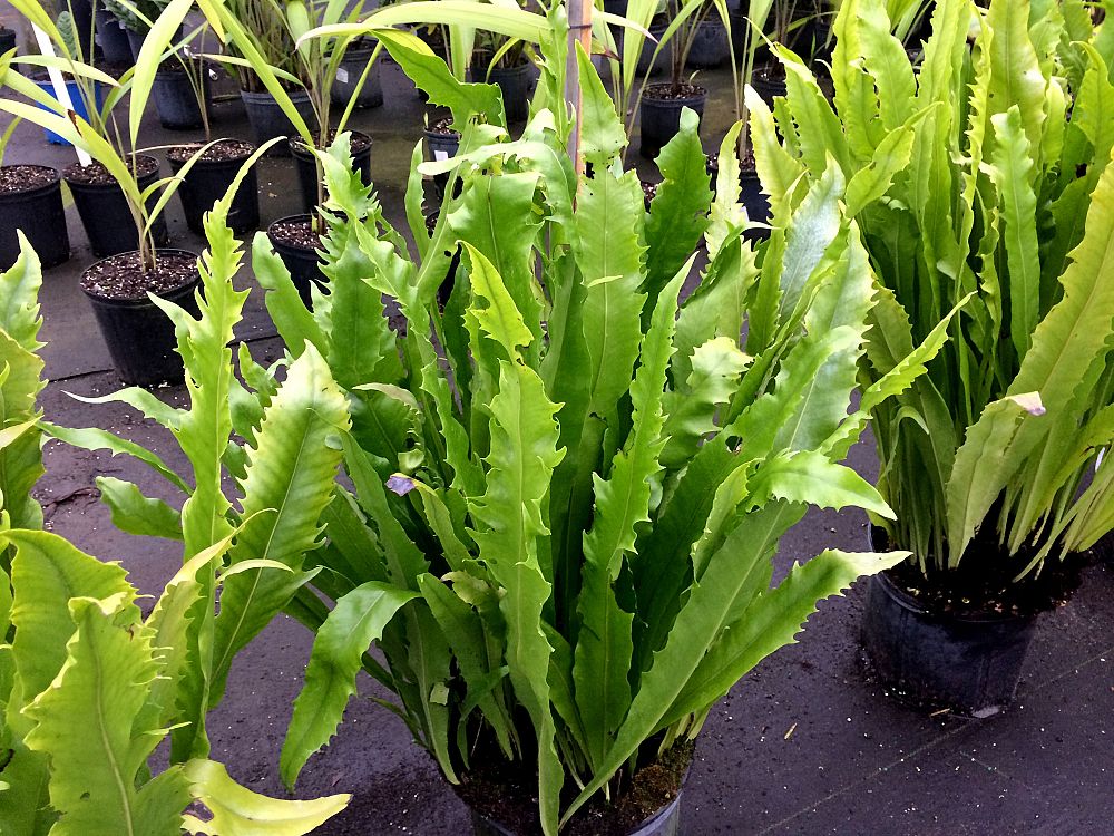 polypodium-excalibur