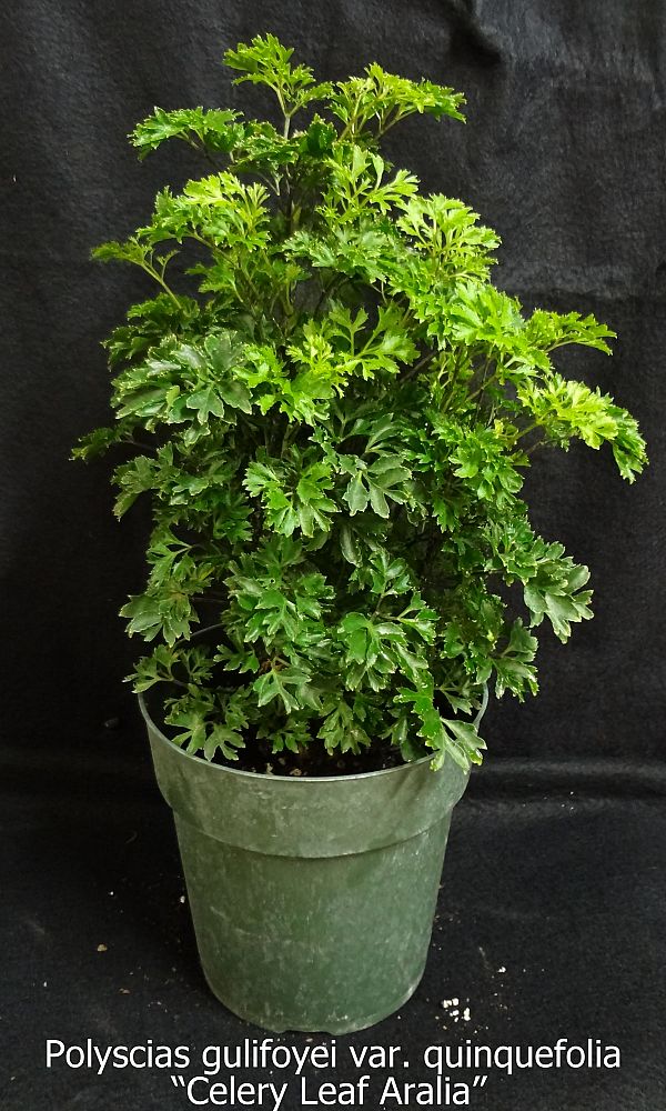 polyscias-crispata-celery-celery-aralia