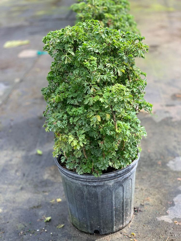 polyscias-fruticosa-elegans-parsley-aralia