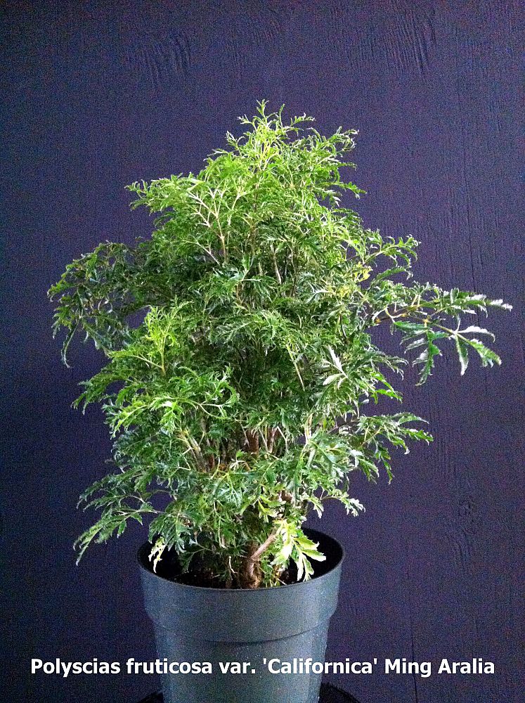 polyscias-fruticosa-ming-aralia