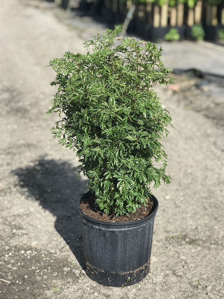 polyscias-fruticosa-ming-aralia