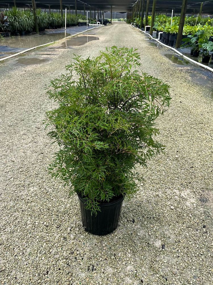 polyscias-fruticosa-ming-aralia