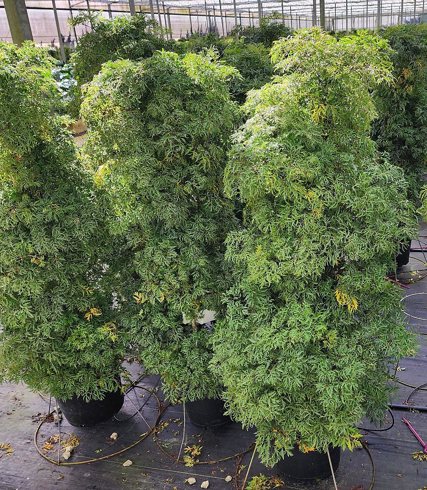 polyscias-fruticosa-ming-aralia