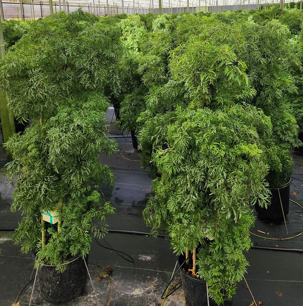 polyscias-fruticosa-ming-aralia