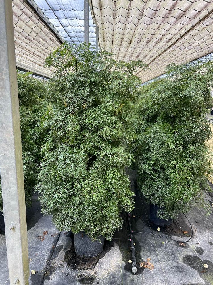 polyscias-fruticosa-ming-aralia