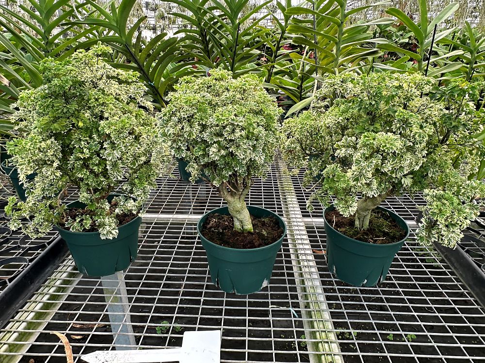 polyscias-fruticosa-ming-aralia
