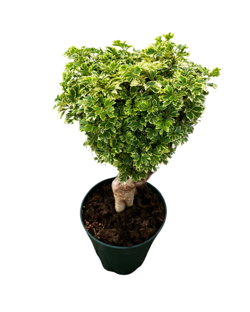 polyscias-fruticosa-ming-aralia