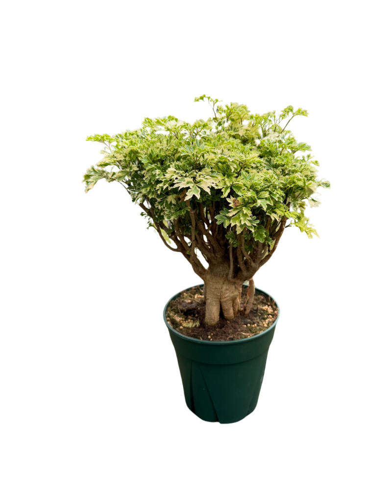 polyscias-fruticosa-ming-aralia