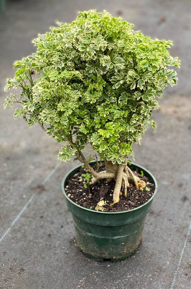 polyscias-fruticosa-snowflake-ming-aralia-snowflake
