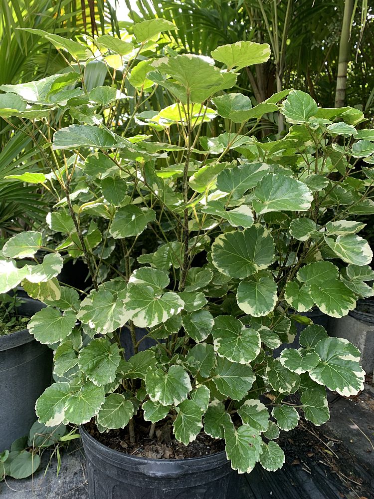 polyscias-scutellaria-aralia