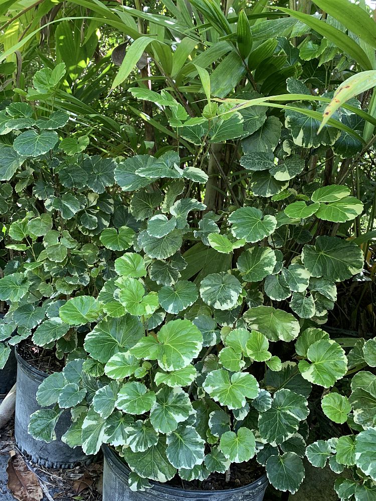 polyscias-scutellaria-aralia