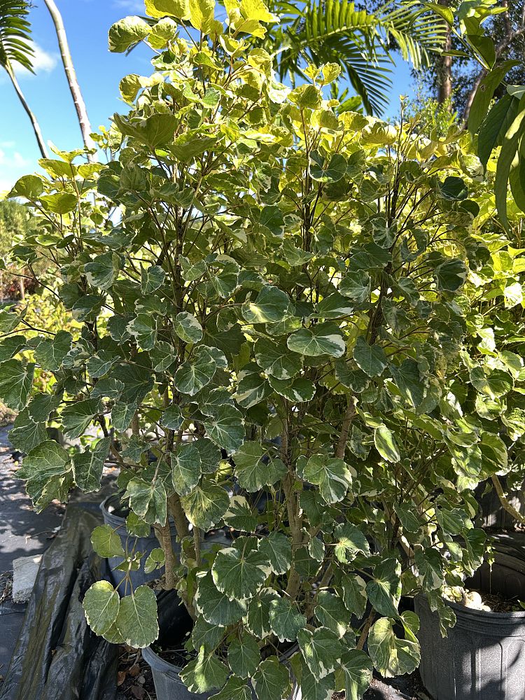 polyscias-scutellaria-aralia