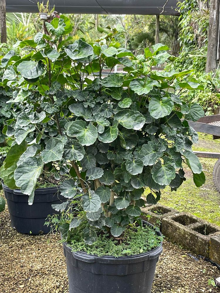 polyscias-scutellaria-balfouriana-balfour-aralia-dinner-plate-aralia