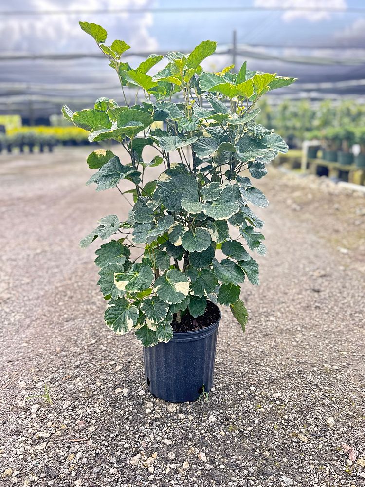 polyscias-scutellaria-balfouriana-balfour-aralia-dinner-plate-aralia