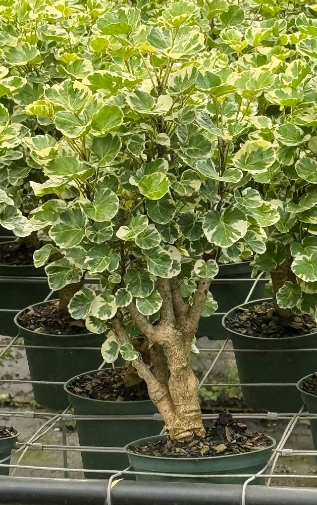 polyscias-scutellaria-balfouriana-balfour-aralia-dinner-plate-aralia
