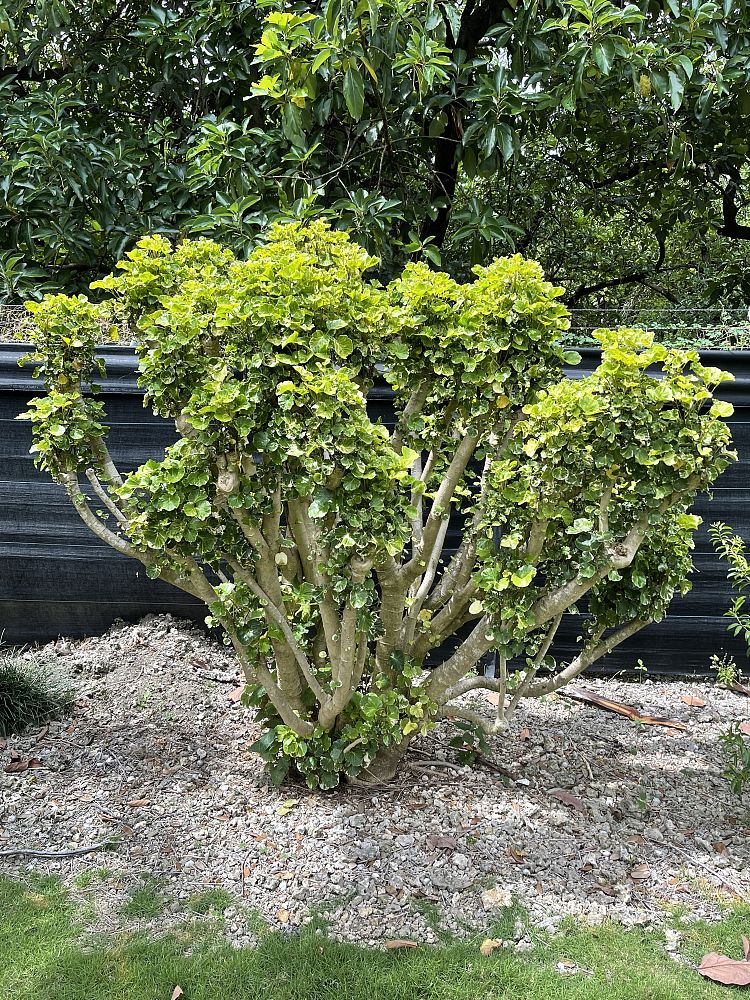 polyscias-scutellaria-balfourii-aralia-balfour-aralia-lemon-lime