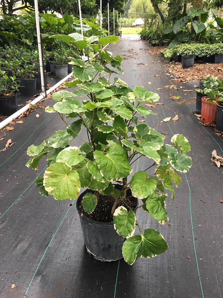 polyscias-scutellaria-balfourii-aralia-balfour-aralia-lemon-lime