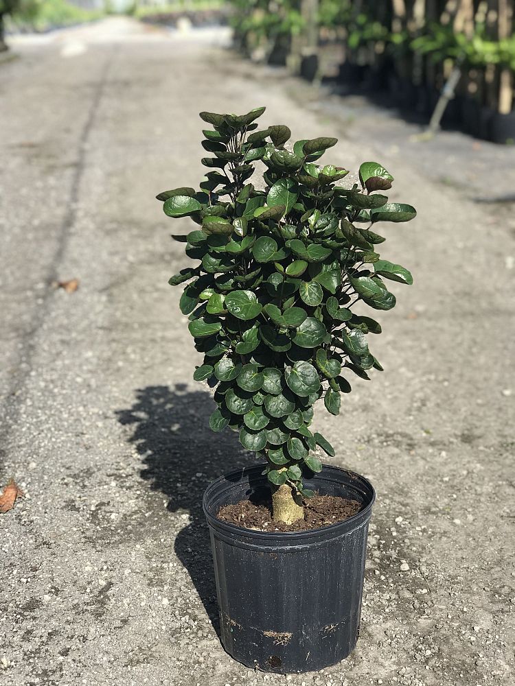 polyscias-scutellaria-fabian-aralia