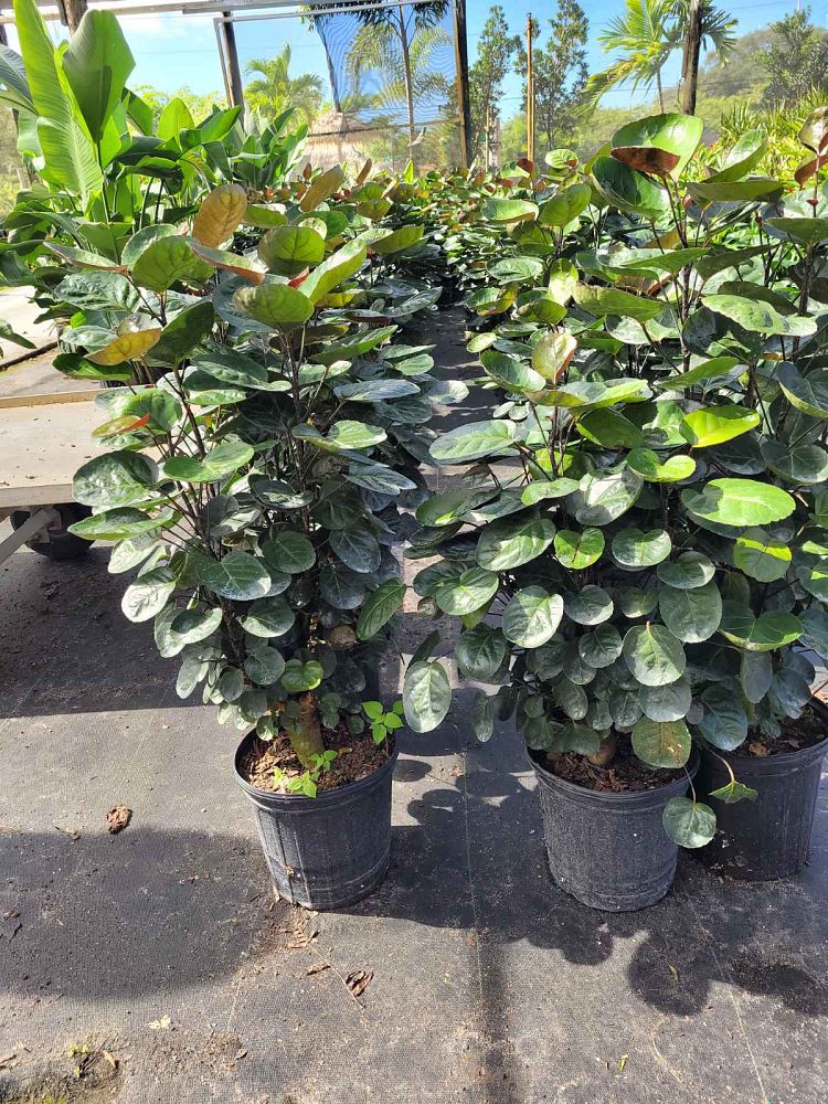 polyscias-scutellaria-fabian-aralia