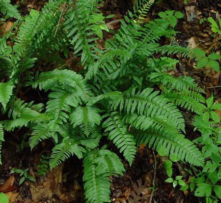 polystichum-acrostichoides-aspidium-acrostichoides-christmas-fern