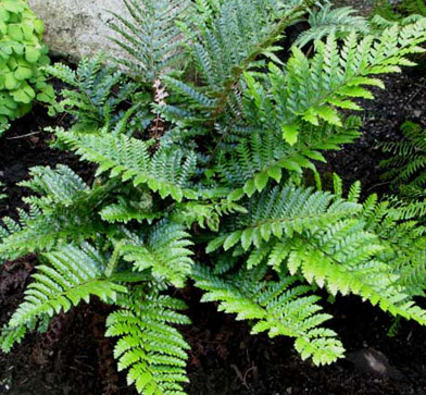 polystichum-polyblepharum-japanese-tassel-fern