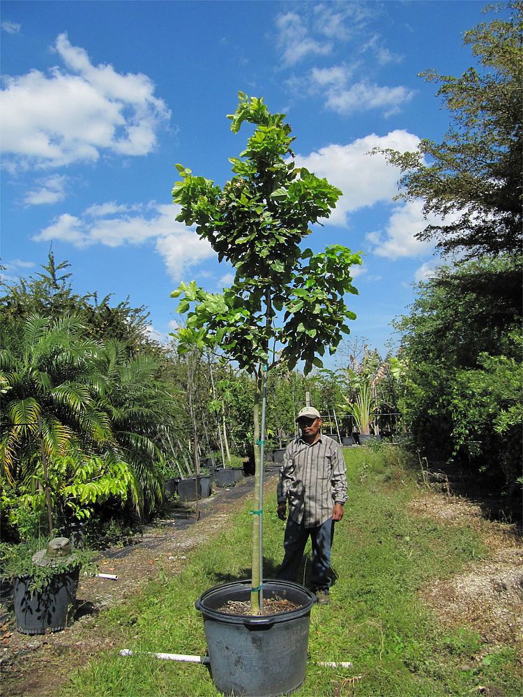 pongamia-pinnata-pongam-tree
