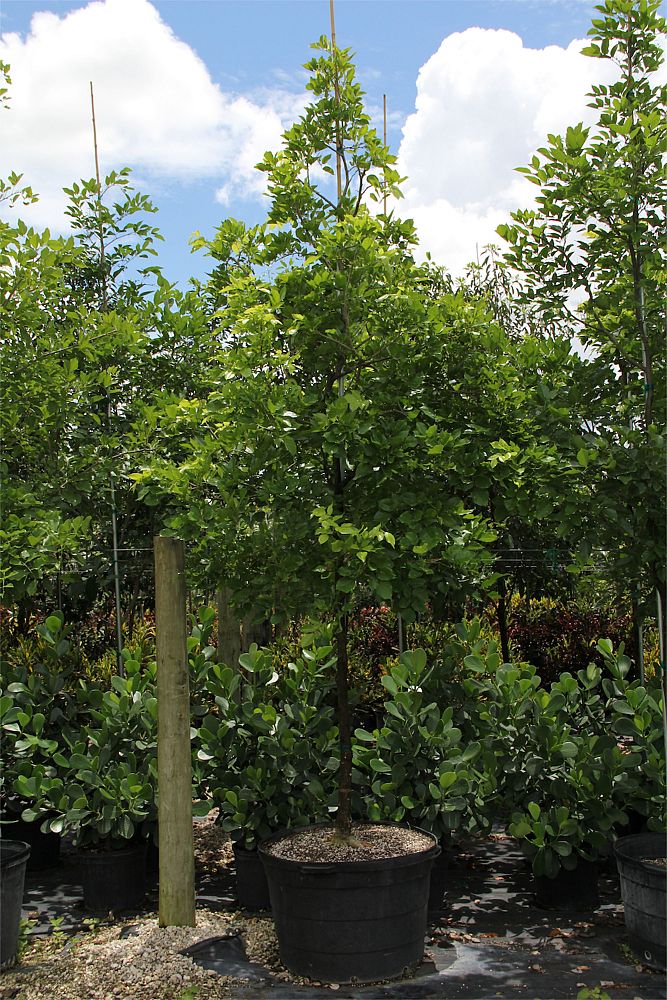 pongamia-pinnata-pongam-tree