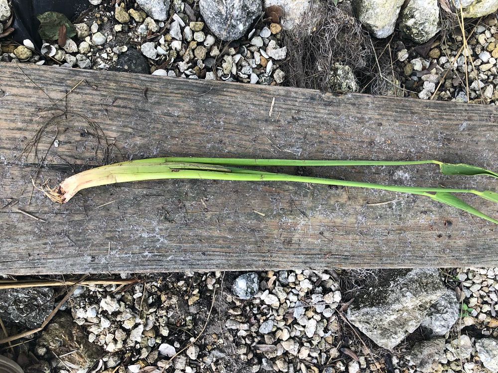 pontederia-cordata-pickerel-weed