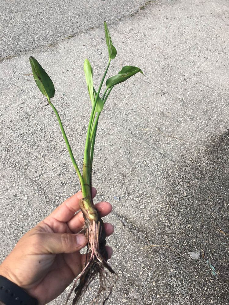 pontederia-cordata-pickerel-weed