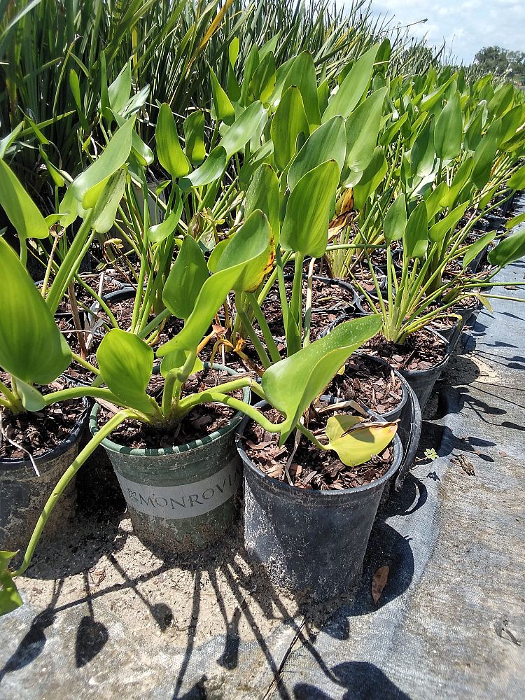 pontederia-cordata-pickerel-weed