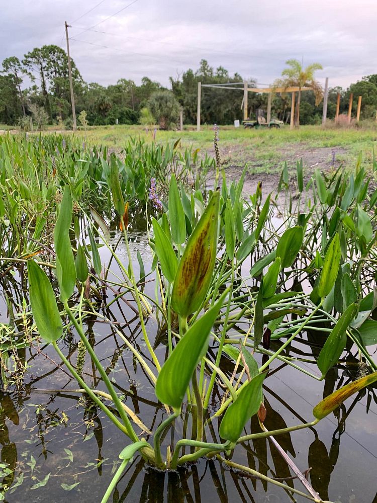 pontederia-cordata-pickerel-weed