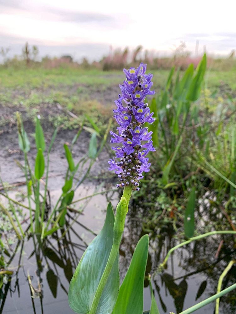 pontederia-cordata-pickerel-weed