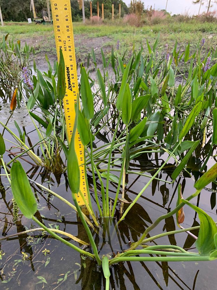 pontederia-cordata-pickerel-weed
