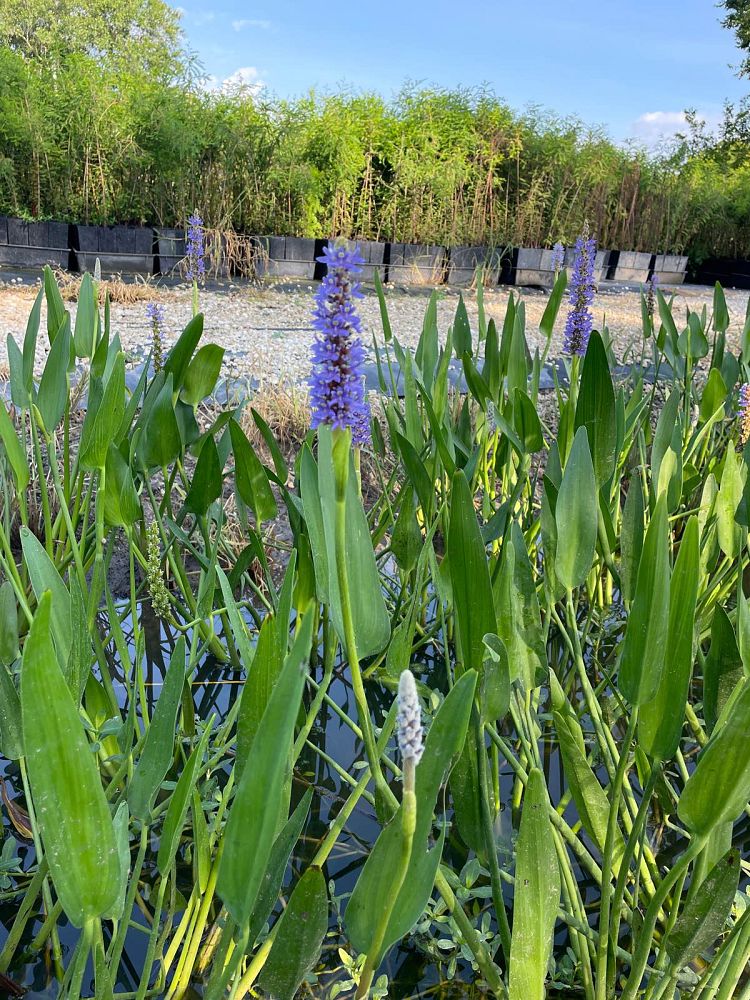 pontederia-cordata-pickerel-weed